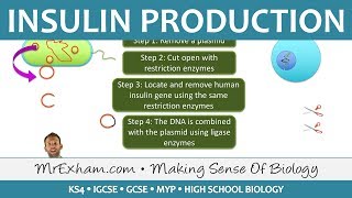 Insulin Production  GM Bacteria  GCSE Biology 91 [upl. by Aik]