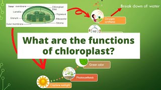 What are the Functions of Chloroplast Biology Quiz [upl. by Vin349]