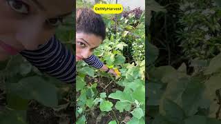 September Harvest  Sabhi baskets full ho gayi shorts [upl. by Ellertal]