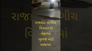 Massive Python In Rajkot City  રાજકોટ માં નીકળ્યો ખુબજ મોટો અજગર  python  python in city  snake [upl. by Clementia]