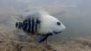 stunning Texas Cichlid pair in the wild protecting fry [upl. by Okechuku460]