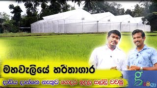 මහවැලියෙන් ආරක්ෂිත ගෘහයක් හදන්නgreenhouse  polytunnel [upl. by Aruat]