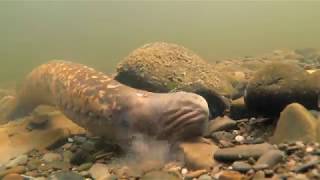 Sea lampreys Petromyzon marinus [upl. by Eilram]