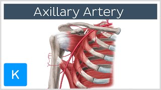 Axillary Artery  Location amp Branches  Human Anatomy  Kenhub [upl. by Hagar]