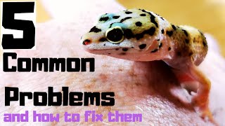 5 Baby Leopard Gecko Common Problems And How To Fix Them [upl. by Adelice]