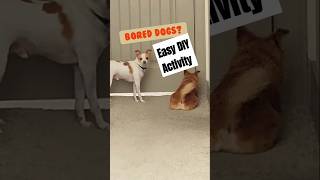 Bored Dog DIY Indoor Activity to Tire your DOG shorts pets smartdog doglife doglover [upl. by Labaw605]