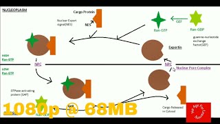 Nuclear export in Hindi l nuclear Transport part2 [upl. by Eleaffar]