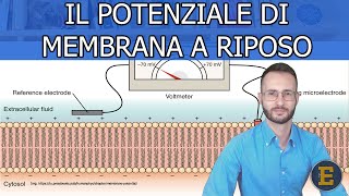 15 Il Potenziale di membrana a riposo SuperBasic and fast Più info nella descrizione [upl. by Mor]