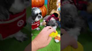 Assistant Has a Halloween Dog Costume Party for Wiggles Waggles and Waffles FamilyFun FunnyDogs [upl. by Aw]