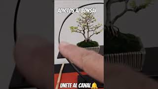 bonsais en Chipiona manolofelix bonsai bonsaiponderosaehn bonsaiaficionado [upl. by Aruon916]