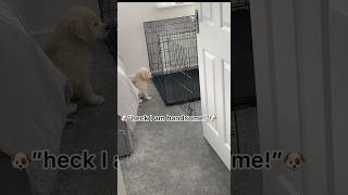 Puppy’s first week puppyvideos [upl. by Ayat]