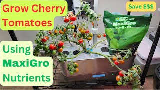 Grow Cherry Tomatoes in Aerogarden Harvest Hydroponics System using MaxiGro nutrients No CalMag [upl. by Boylan280]