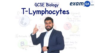 TLymphocytes  ALevel Biology [upl. by Mohamed]