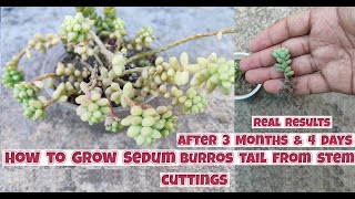 How to grow burros tail plant from stem cuttings  Propagation of sedum burrito from stem cuttings [upl. by Cis914]