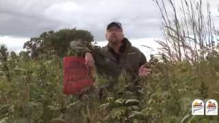 Ragweed from a Wildlife Perspective Habitat Tip [upl. by Behka]