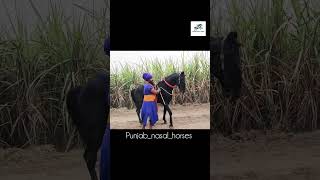 Punjabnasalhorses99 majuke marwari nukra horseriding horse punjabnasalhorses [upl. by Fiertz]