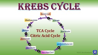 11 Krebs Cycle TCA Cycle Citric acid Cycle  Carbohydrates Metabolism  Biochemistry [upl. by Anu]