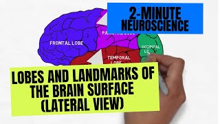 2Minute Neuroscience Lobes and Landmarks of the Brain Surface Lateral View [upl. by Krystin]