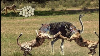 Cheetah vs Ostrich Fighting To Death  Ostrich Protects Their Eggs From Monkeys And Hyenas [upl. by Rehoptsirhc]