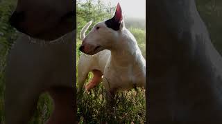 💥Mezcla de Bull terrier ingles con Rottweiler [upl. by Marshall378]