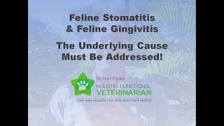 Feline Stomatitis amp Gingivitis The Underlying Cause Must Be Addressed [upl. by Saideman]