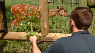 Wild on WANE Sitatunga Feedings [upl. by Cullin]