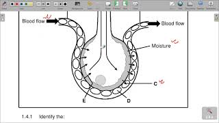 GRADE 11 LIFE SCIENCE P1 END OF TERM 4 REVISION NOV 2022 PAPER [upl. by Kenison294]