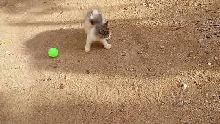 Playful Kitty Chasing Tiny Balls in a Joyful Dance Mollie [upl. by Riggall640]