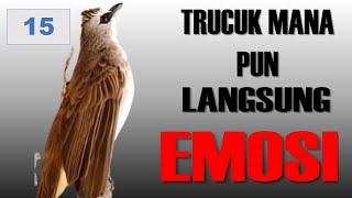 Trucukan ROPEL PANJANG Buat Pancingan Burung Trucukan Agar Bunyi Jadikan Trucukan Gacor NYAUT 15 [upl. by Tnomad]