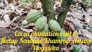 Cocoa plantation visit Natap Sonapur Khamrup Assam Vlog video [upl. by Kenric]