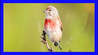 Pardillo Cantando  Eurasian Linnet Singing  Linaria Cannabina [upl. by Neilson]