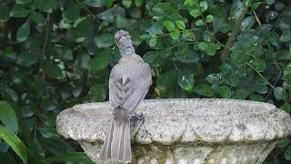 Little Friarbird Hervey Bay Qld [upl. by Joannes]