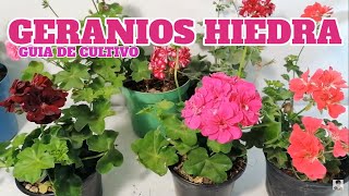 geranios colgantes cultivo chuyito jardinero [upl. by Douty]