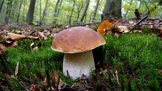 Boletus edulis amp Boletus pinophilus  VRGANJI 2016 [upl. by Nosimaj]