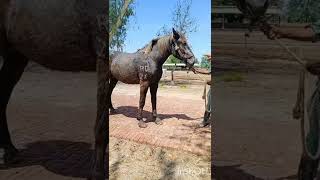 Selecting New Horse for Zuljanah at Mona Depot Sargodha❤️❤️ [upl. by Alleber238]