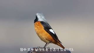 quot딱새quot Daurian Redstart 참새목솔딱새과 L14155cm [upl. by Wheelwright]