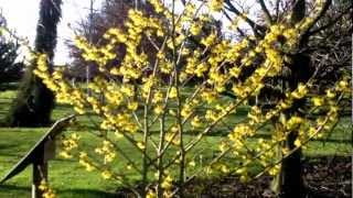 Hamamelis x intermedia Arnold Promise Witch Hazel [upl. by Rani]