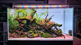 WOW This Aquascape is just 8 weeks old [upl. by Sirk632]