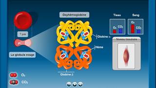 Questce que lhémoglobine [upl. by Nyleuqaj348]