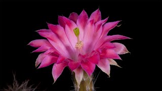 Time Lapse Echinocereus scheeri Mexico Chihuahua Estacion Divisadero [upl. by Ardnekahs]