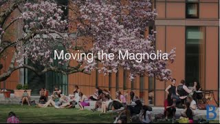 Timelapse Moving the Magnolia [upl. by Clarabelle]