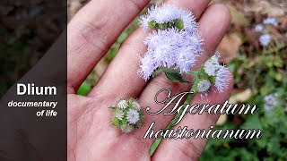 Bluemink Ageratum houstonianum [upl. by Eedahs]