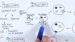 AS Biology  Immune response OVERVIEW OCR A Chapter 1256 [upl. by Doykos311]