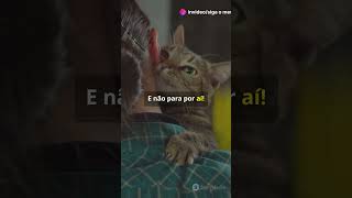 Lindos Felinos curiosidadessobreanimais curiosidades fatoscuriosos felinos [upl. by Ttoile]