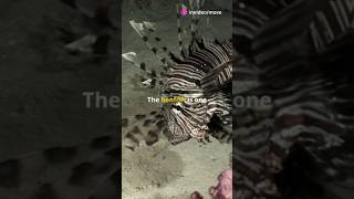 Lionfish Amazing Facts facts amazingfacts shorts fish fishing naturelovers short wildlife [upl. by Terchie]