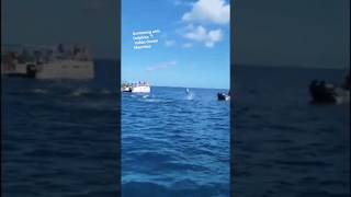 swimmingwithDolphins dolphin indianoceanspeedboatocean mauritius June 2022MinaPatelVlog7780 [upl. by Odlanar580]