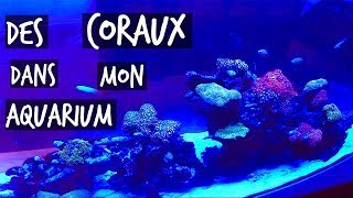 DES CORAUX DANS MON AQUARIUM   TOOPET [upl. by Otrebla]