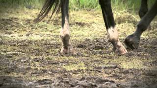 Stars of the Stampede Colt Cosgrave [upl. by Sal]