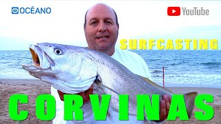 Corvinas a surfcasting Documental con la captura de una gran corvina [upl. by Anitsyrhc]