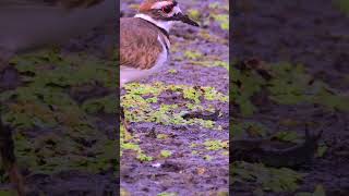 HDR 🐤 Killdeer Catching a Bug killdeer wildlife [upl. by Lama]